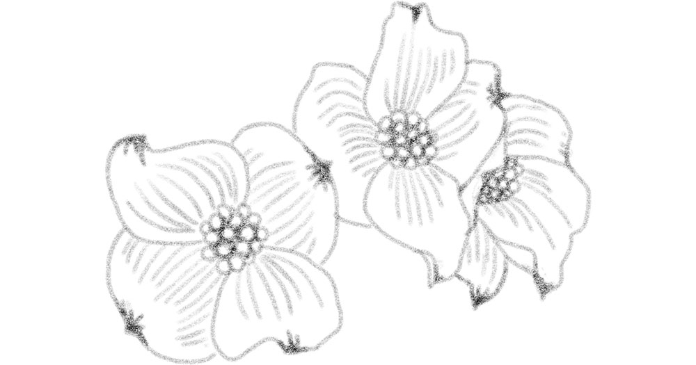 ハナミズキのイラスト 無料の手描きイラスト Kinari Suki