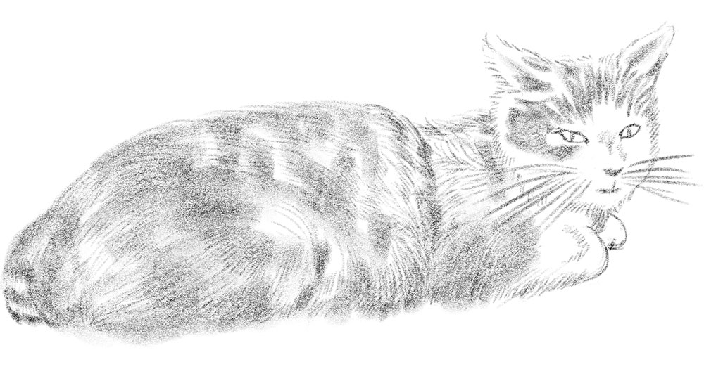 香箱座りをしている猫のイラスト 無料の手描きイラスト Kinari Suki